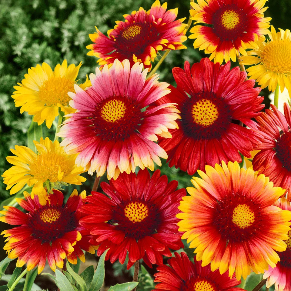 Gaillardia Single Mix Blanket Flower with red orange and golden yellow single daisy-like blooms – winter and summer flower seeds for gardens and grow bags in Pakistan