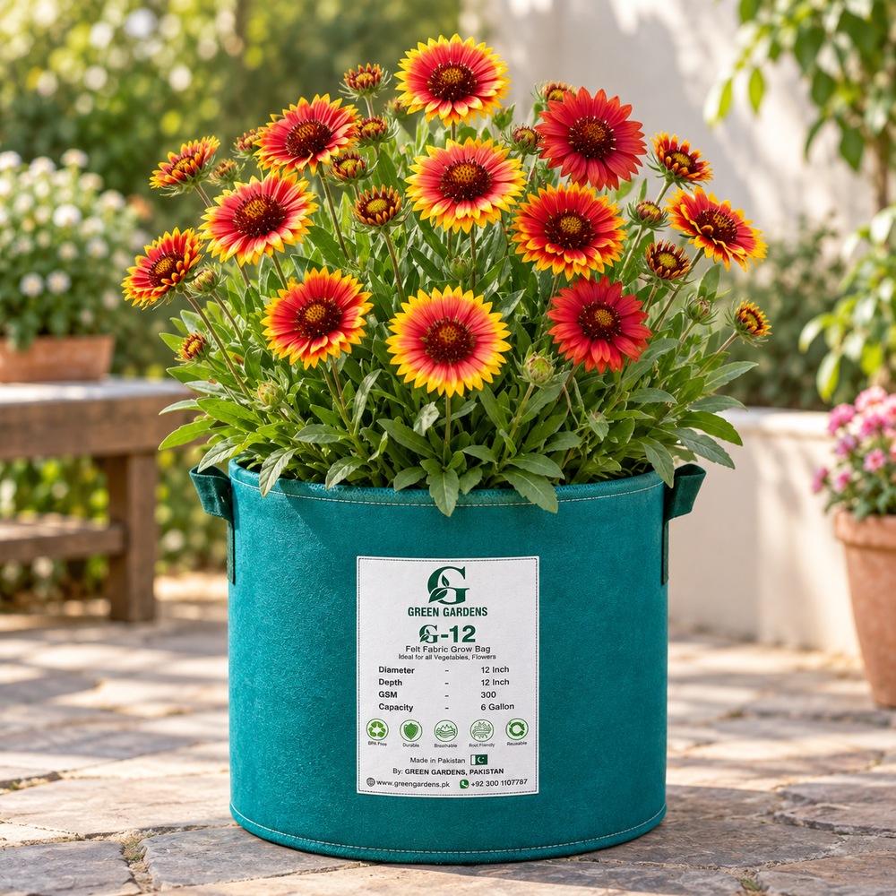 Gaillardia Single Mix Blanket Flower with red orange and golden yellow single daisy-like blooms – winter and summer flower seeds for gardens and grow bags in Pakistan