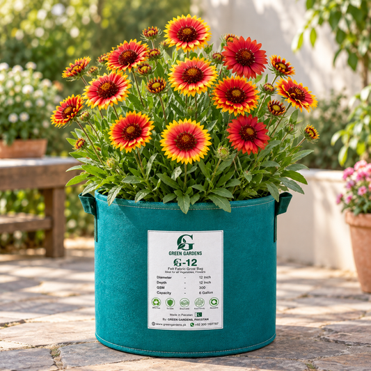 Gaillardia Single Mix Blanket Flower with red orange and golden yellow single daisy-like blooms – winter and summer flower seeds for gardens and grow bags in Pakistan