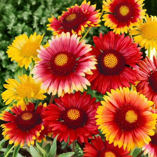 Gaillardia Single Mix Blanket Flower with red orange and golden yellow single daisy-like blooms – winter and summer flower seeds for gardens and grow bags in Pakistan