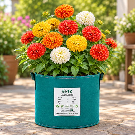 Gaillardia Sundance Double Dwarf Mix Blanket Flower with red yellow orange and creamy double powder-puff blooms – winter and summer flower seeds in Pakistan