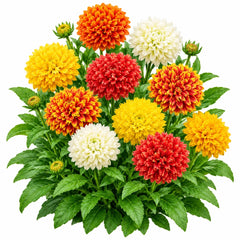 Gaillardia Sundance Double Dwarf Mix Blanket Flower with red yellow orange and creamy double powder-puff blooms – winter and summer flower seeds in Pakistan