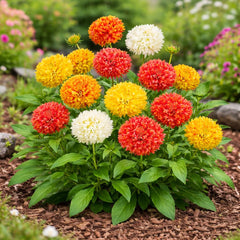 Gaillardia Sundance Double Dwarf Mix Blanket Flower with red yellow orange and creamy double powder-puff blooms – winter and summer flower seeds in Pakistan