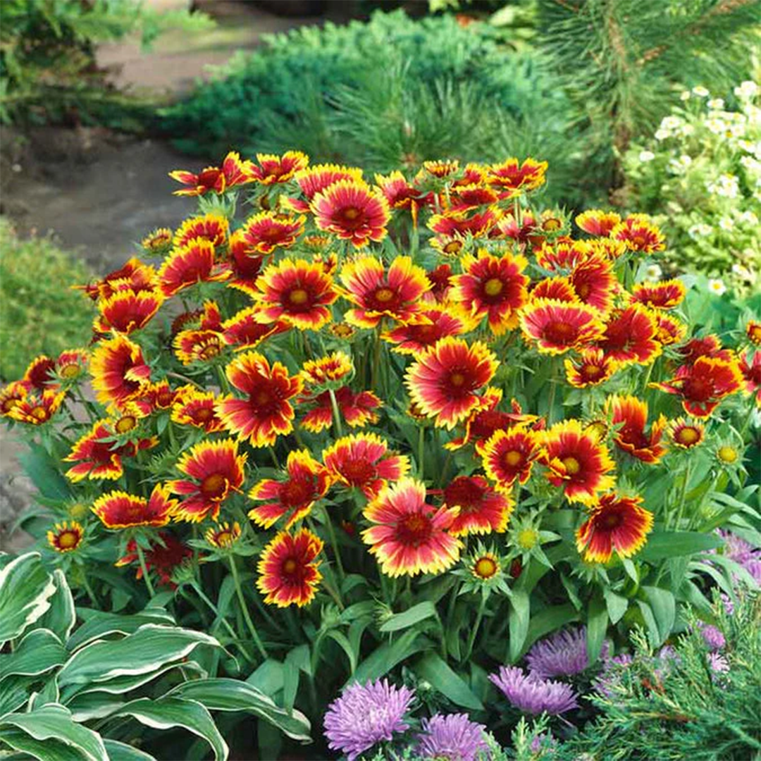 Gaillardia Seeds - Single Mix (Blanket Flower)گلِ نَمدا