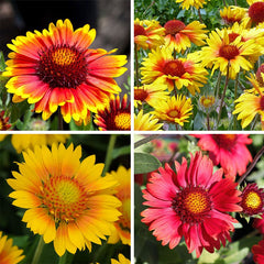 Gaillardia Seeds - Single Mix (Blanket Flower) گلِ نَمدا