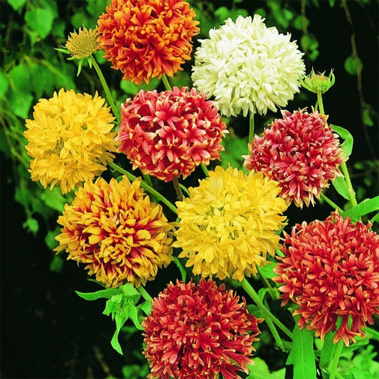 Gaillardia Sundance Seeds - Double (Dwarf Mix) – Blanket Flower
گلِ نَمدا