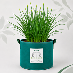 Fresh Garlic Chives Allium tuberosum with flat green leaves – perennial culinary herb seeds for home gardening in Pakistan
