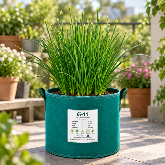 Fresh Garlic Chives Allium tuberosum with flat green leaves – perennial culinary herb seeds for home gardening in Pakistan