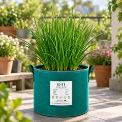 Fresh Garlic Chives Allium tuberosum with flat green leaves – perennial culinary herb seeds for home gardening in Pakistan