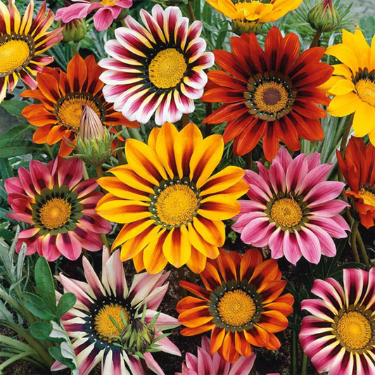 Gazania Seeds - Sunshine Mix (WINTER)