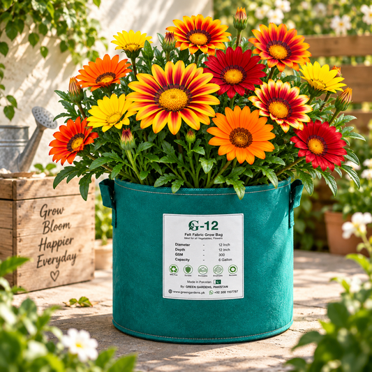 Gazania Sunshine Mix with colourful yellow orange pink red and bi-colour daisy-like flowers – winter flower seeds for sunny gardens and grow bags in Pakistan
