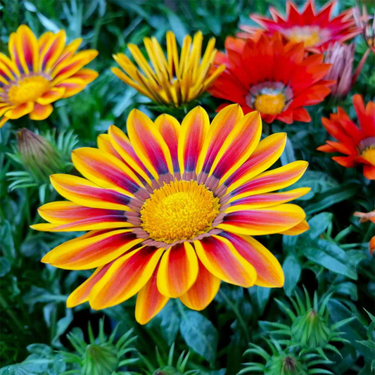 Gazania Sunshine Hybrids 4GREEN GARDEN