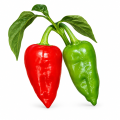 Long slender green Ghotki Chillies growing on healthy plants – premium local Ghotki Chili seeds for kitchen gardening in Pakistan