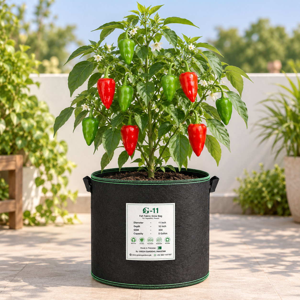 Long slender green Ghotki Chillies growing on healthy plants – premium local Ghotki Chili seeds for kitchen gardening in Pakistan