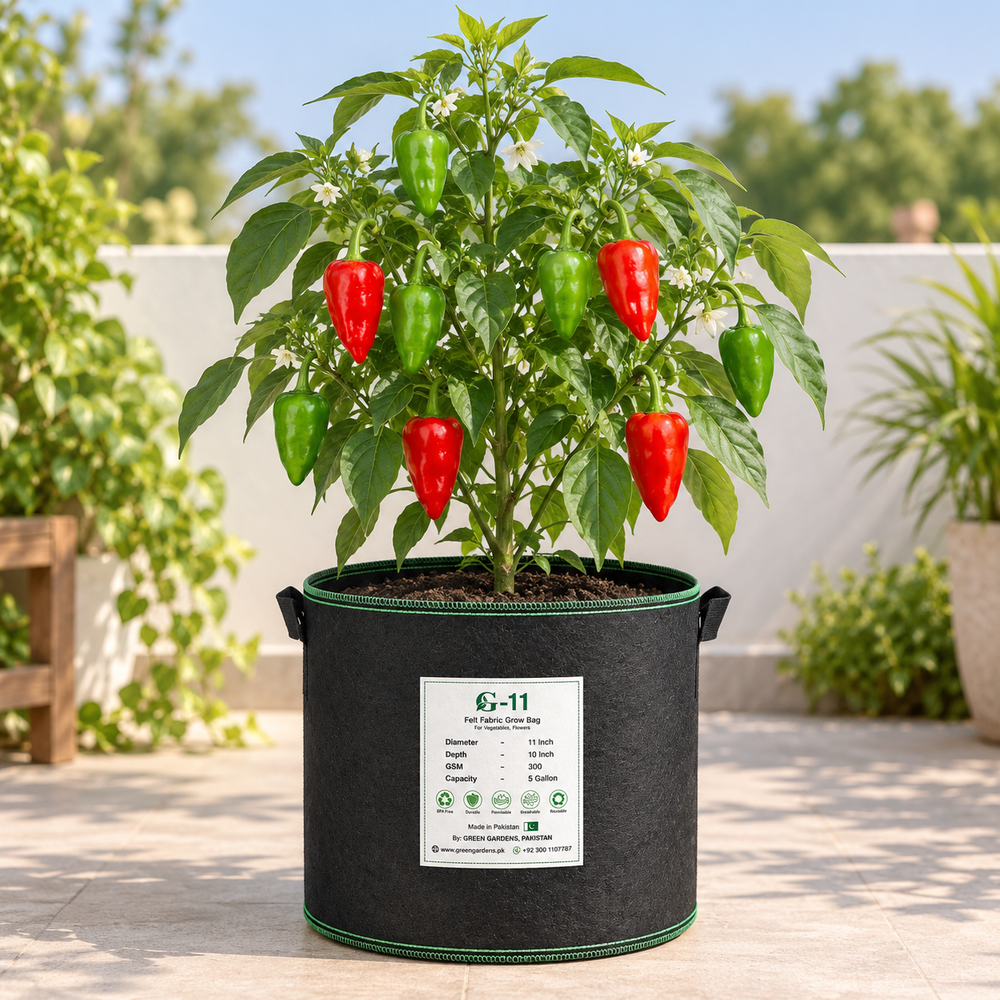 Long slender green Ghotki Chillies growing on healthy plants – premium local Ghotki Chili seeds for kitchen gardening in Pakistan