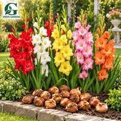 Gladiolus mix colour flowering bulbs pack of 20 in red, white, yellow, pink and orange by GREEN GARDENS Pakistan