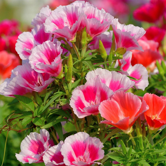 Godetia Seeds - Double Mix (WINTER)