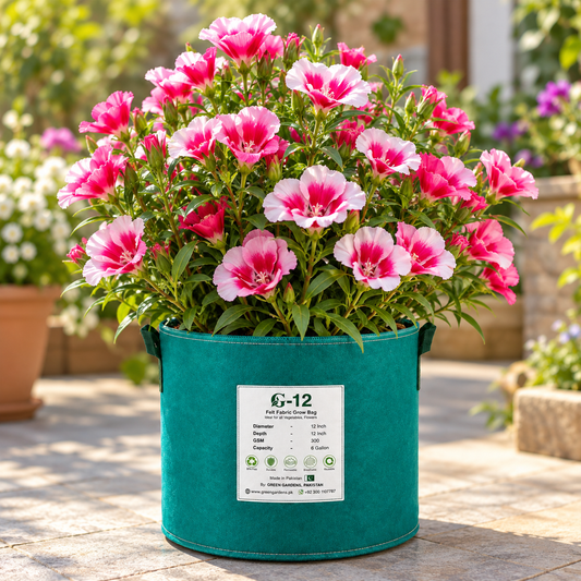 Godetia Double Mix Clarkia amoena with colourful double pink rose salmon and white flowers – winter seeds for pots beds borders and grow bags in Pakistan