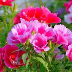 Godetia Seeds - Double Mix (WINTER)