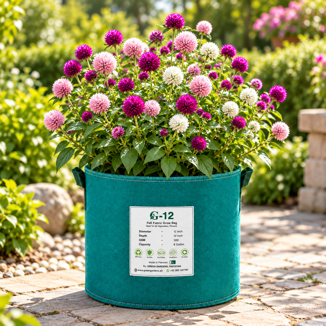 Gomphrena globosa Globe Amaranth with bright round globe-shaped papery flowers – heat-tolerant summer flower seeds for beds pots grow bags and dried arrangements in Pakistan
