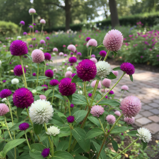 Gomphrena (Globe Amaranth) {SUMMER}