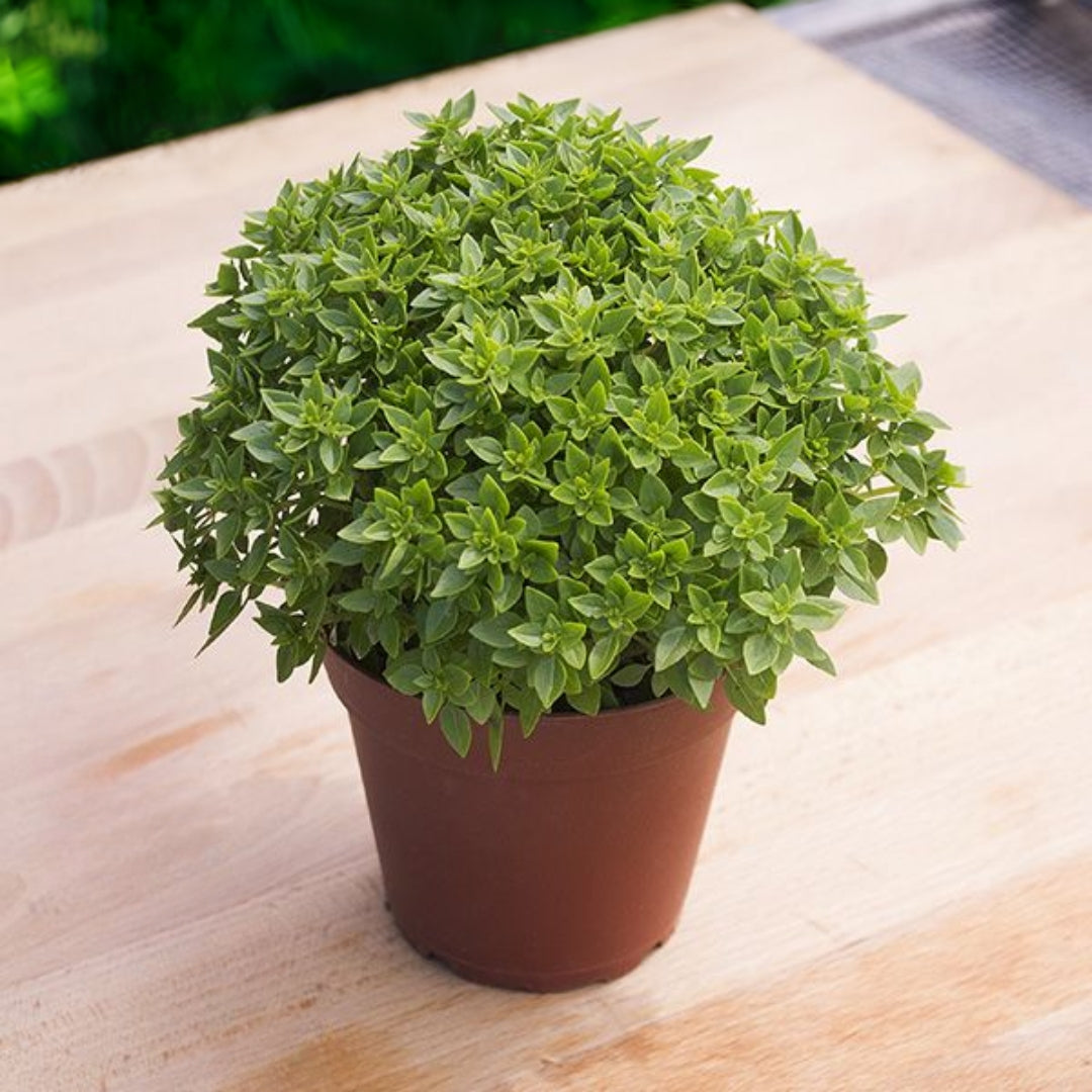 Greek Basil Seeds (WINTER)