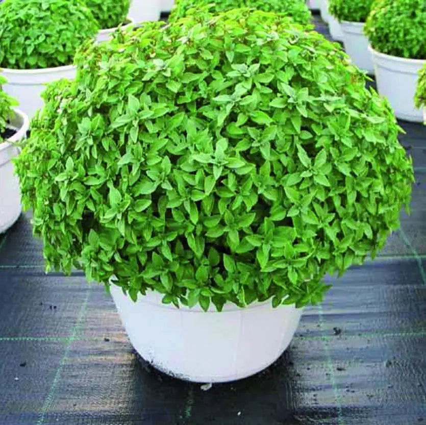 Greek Basil Seeds (WINTER)