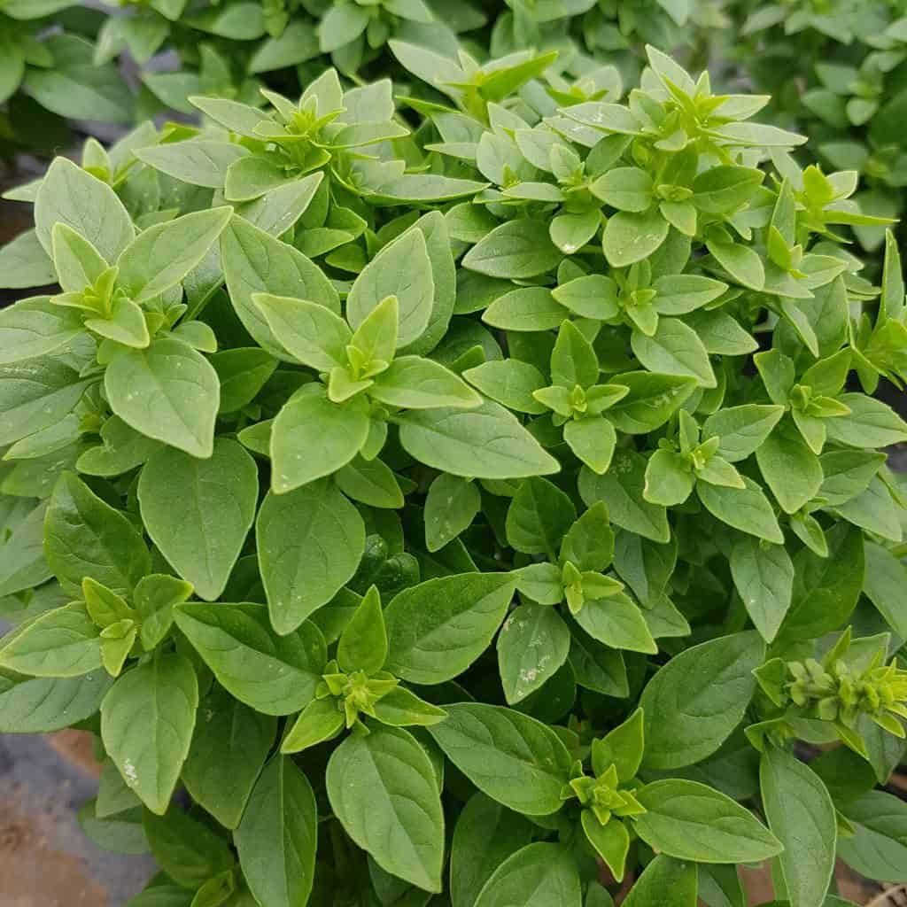 Greek Basil Seeds (SUMMER/ WINTER)