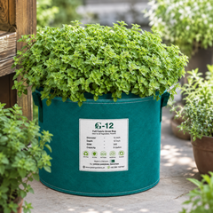 Healthy Greek Oregano plant with aromatic green leaves – culinary oregano seeds for pots, grow bags and home gardening in Pakistan