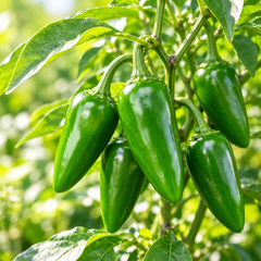 Healthy Green Chilli SAKATA-561 F1 Hybrid plant with green fruits – hybrid chilli seeds for winter and summer gardening in Pakistan