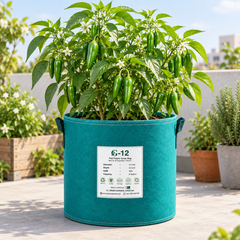 Healthy Green Chilli SAKATA-561 F1 Hybrid plant with green fruits – hybrid chilli seeds for winter and summer gardening in Pakistan