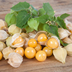 Golden Berry Ground Cherry by Buzzy® – edible Physalis seeds in Pakistan