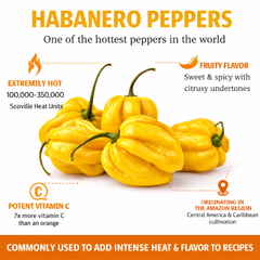 HABANERO PEPPER Seeds - Yelllow (WINTER/SUMMER)
