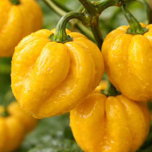 HABANERO PEPPER Seeds - Yelllow (WINTER/SUMMER)