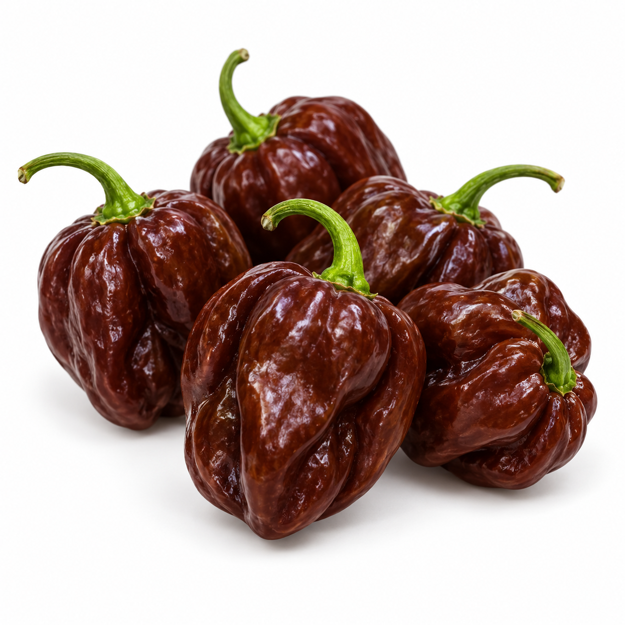 Ripe chocolate-brown Habanero peppers growing on a healthy bushy plant – extremely hot Chocolate Habanero seeds for home gardening in Pakistan