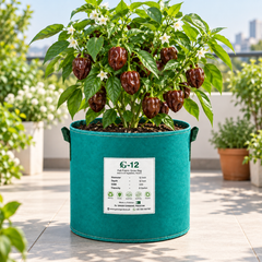 Ripe chocolate-brown Habanero peppers growing on a healthy bushy plant – extremely hot Chocolate Habanero seeds for home gardening in Pakistan