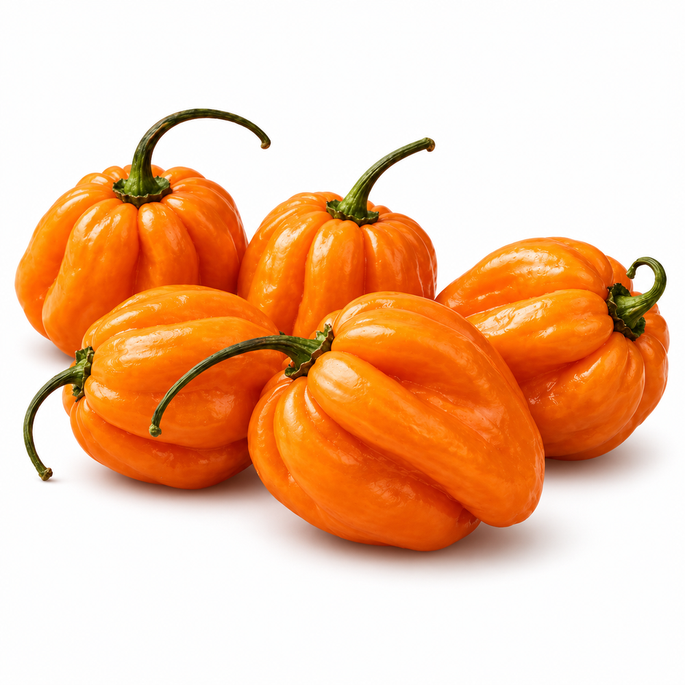 Ripe bright orange Habanero peppers growing on a healthy bushy plant – extremely hot Orange Habanero seeds for home gardening in Pakistan