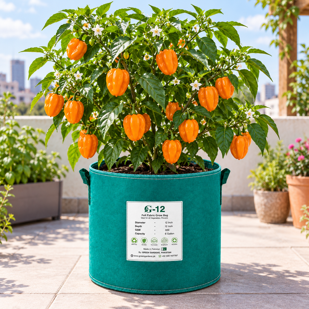Ripe bright orange Habanero peppers growing on a healthy bushy plant – extremely hot Orange Habanero seeds for home gardening in Pakistan