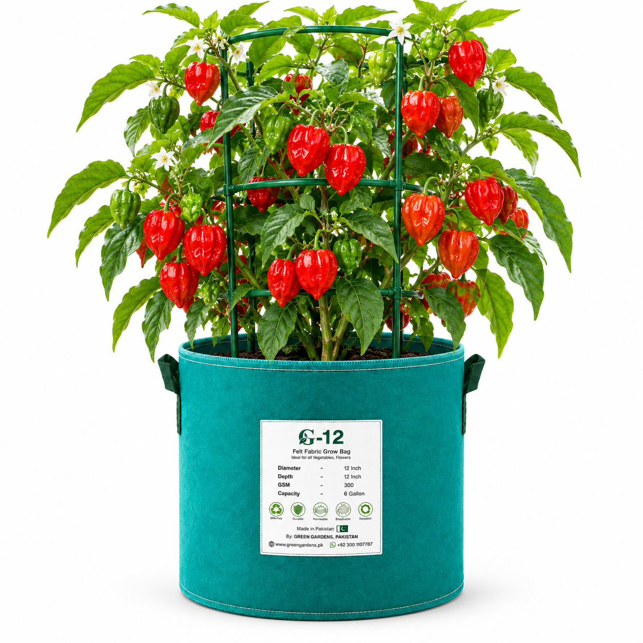 Ripe red Habanero peppers growing on a healthy bushy plant – extremely hot Habanero chilli seeds for home gardening in Pakistan