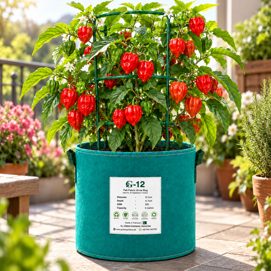 Ripe red Habanero peppers growing on a healthy bushy plant – extremely hot Habanero chilli seeds for home gardening in Pakistan