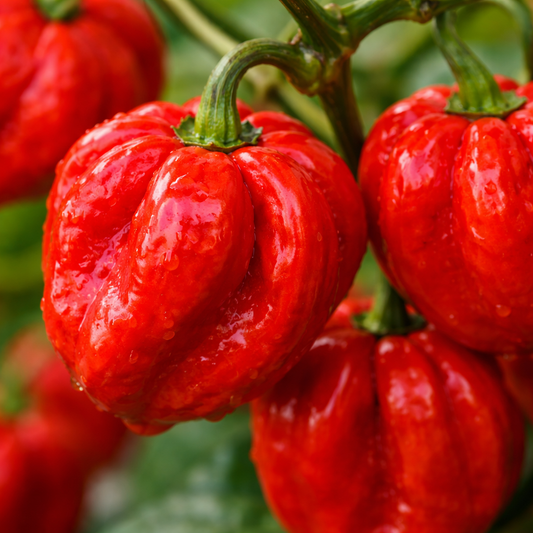 HABANERO Pepper Seeds  -  Red (WINTER/SUMMER)