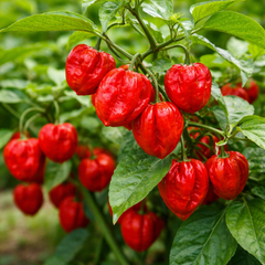 HABANERO Pepper Seeds  -  Red (WINTER/SUMMER)