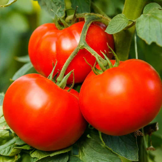 Tomato Seeds - HARVEST KING, F1 (Round)  {SUMMER/ WINTER} [Determinate]