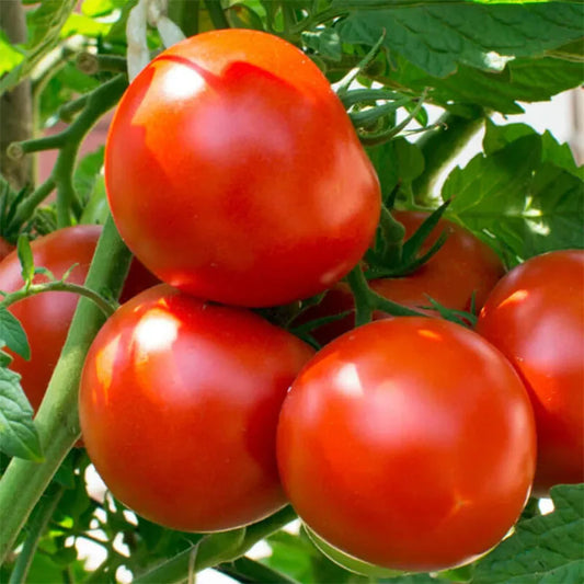 Tomato Seeds - HARVEST KING, F1 (Round)  {SUMMER/ WINTER} [Determinate]