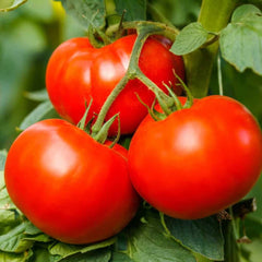 Tomato Seeds - HARVEST KING, F1 (Round)  {SUMMER/ WINTER} [Determinate]