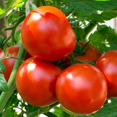Tomato Seeds - HARVEST KING, F1 (Round)  {SUMMER/ WINTER} [Determinate]