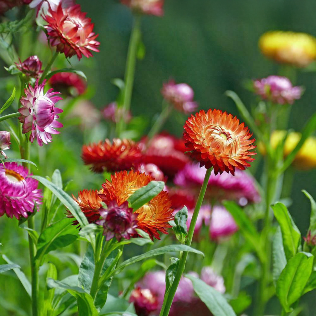 Straw Flower Seeds (WINTER)