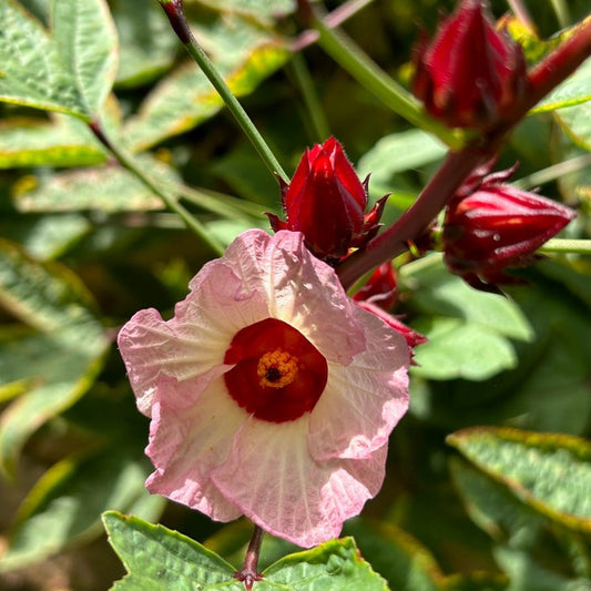 Roselle Seeds (Hibiscus Sabdariffa) {SUMMER}