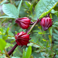 Roselle Seeds (Hibiscus Sabdariffa) {SUMMER}