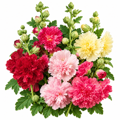 Dwarf Hollyhock Majorette Double Mix plants with colourful ruffled double and semi-double flowers in pink red yellow white and purple shades on compact upright flowering stems – winter flower seeds Pakistan